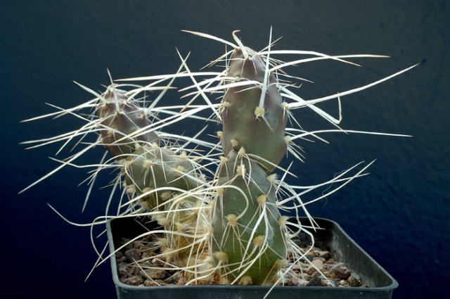 Maihueniopsis_glomerata_2